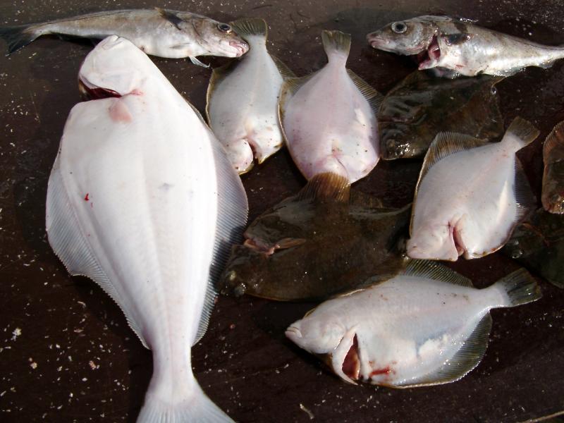 Heilbutt und Klieschen beim Uferangeln mit Naturköder.