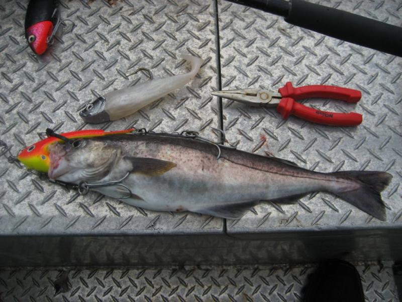 IMG 1582 [Max. Breite 1024 Max. Höhe 768]