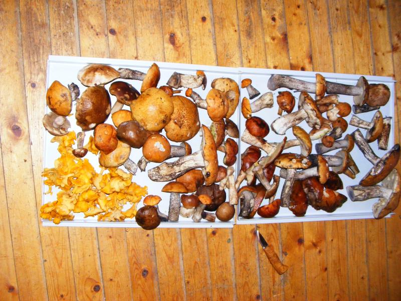 immer noch mehr pilze