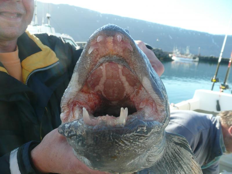 Island Angeln ;09 006