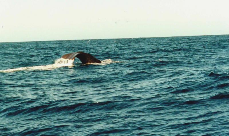 Kaikoura Neeseeland
Pottwal