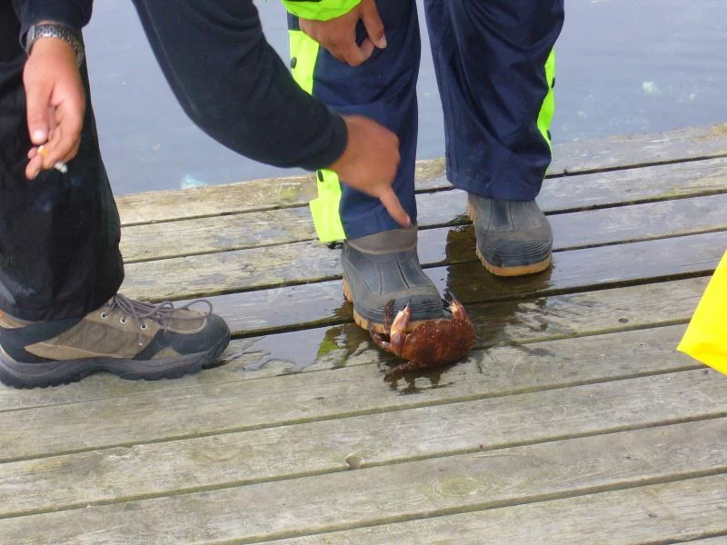 Kann man die Essen ???