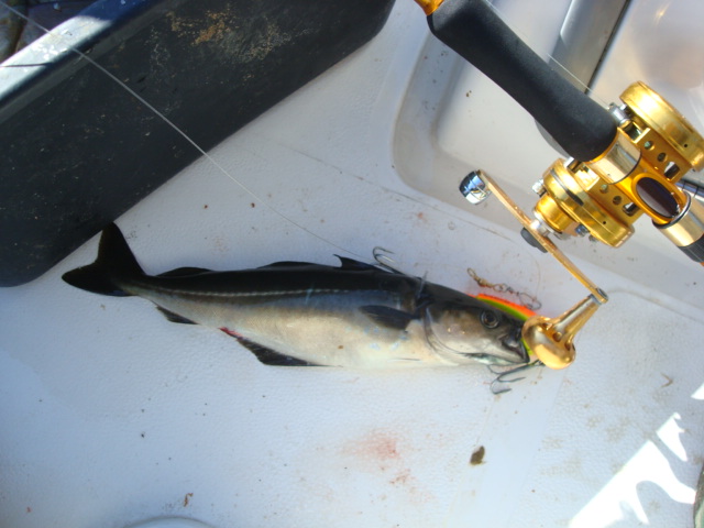 Köder in handlicher Größe