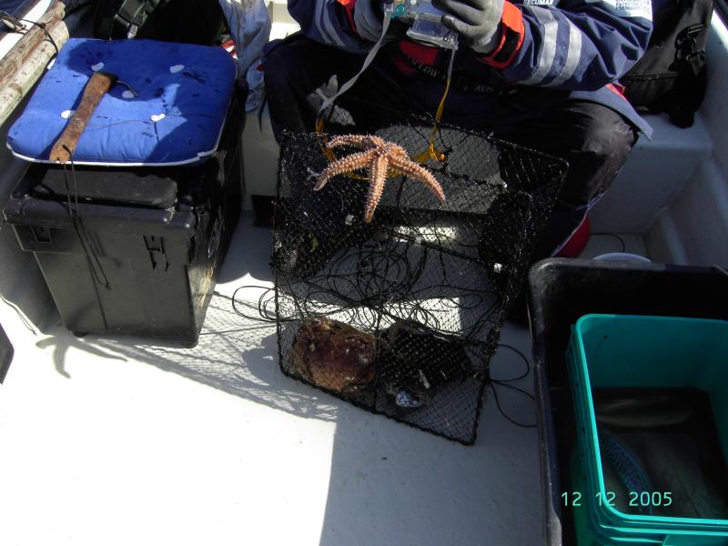 Krebskorb gut gefüllt