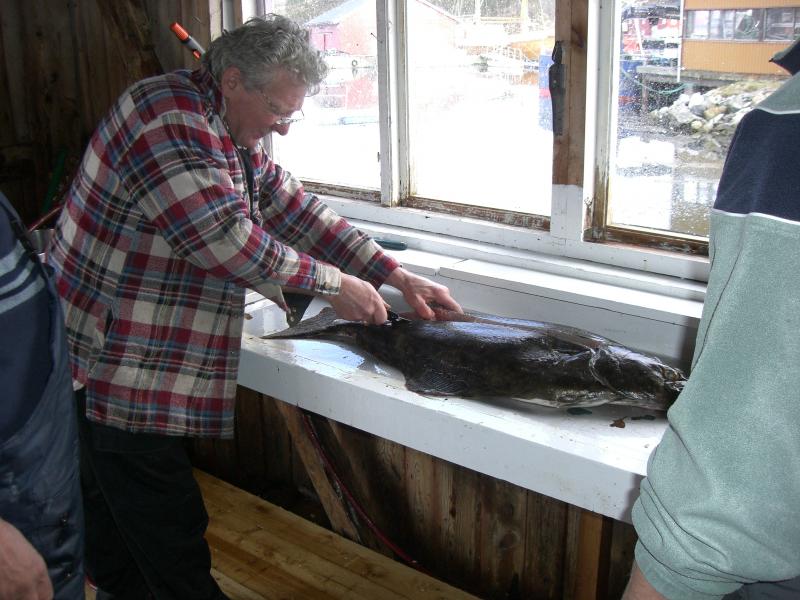 Kurz Einweisung von Ole,da wir noch nie einen Heilbutt filitiert hatten