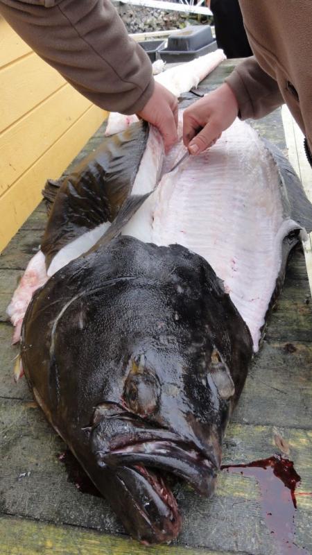 Kveite aus dem Mantel geholfen