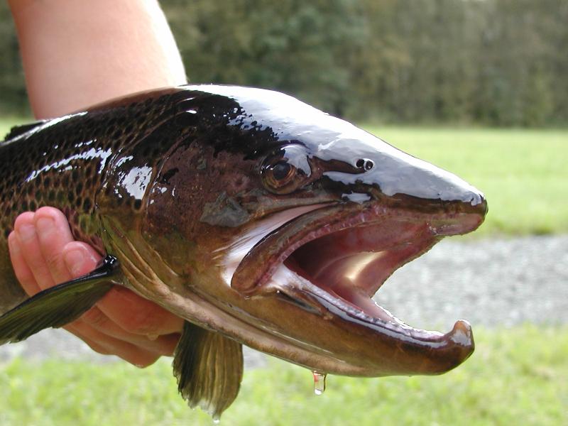 Kvinesdal Mefo 3,5kg