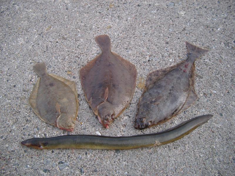 Landangeln im Hafen von Bud.