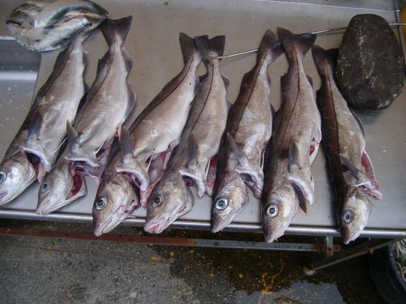 Leckere Schellfische.