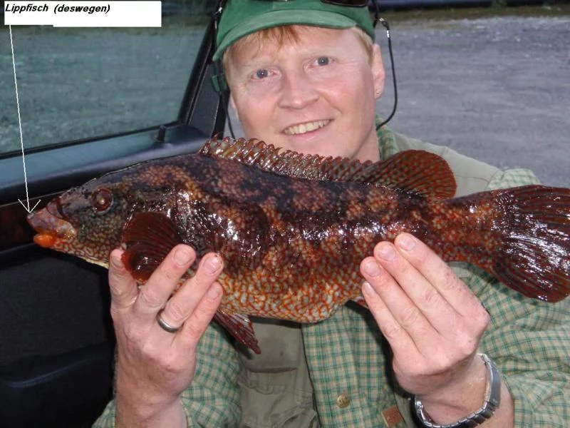 Lippfisch  aus Südwest Norwegen