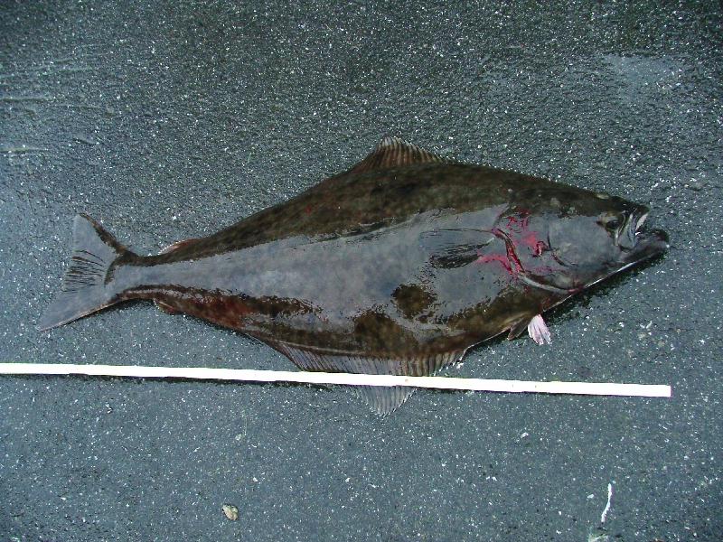 Mai 2004 nicht von mir Gefangen