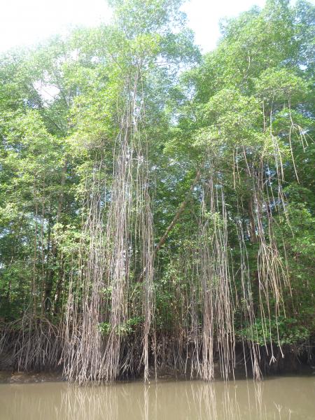 mangroven