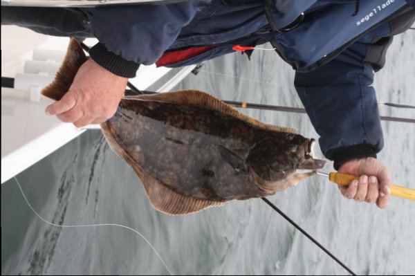 Mein erster Heilbutt mit 65 cm. Er schwimmt wieder.