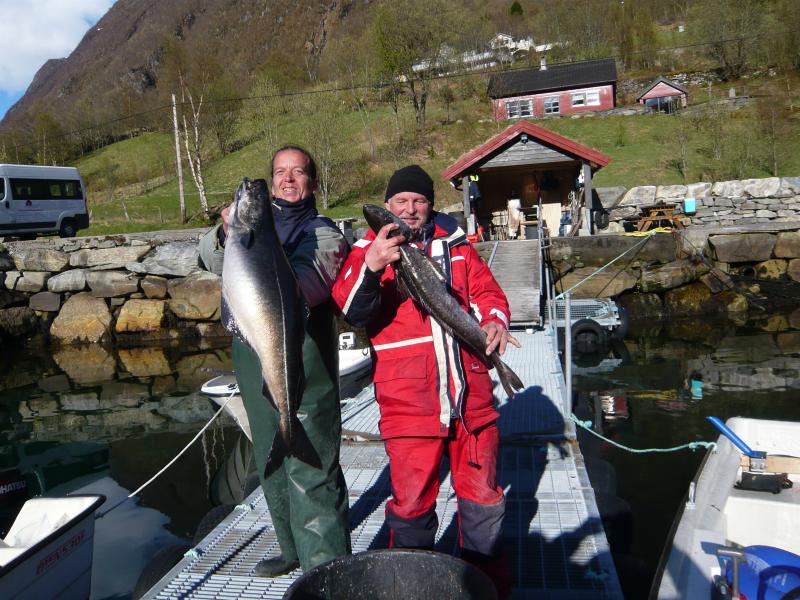 metrischer Seelachs und schöner Seehecht