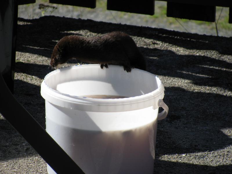 Mink ( Nerz ) am fischeimer