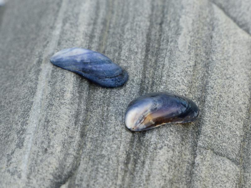 Muscheln 1