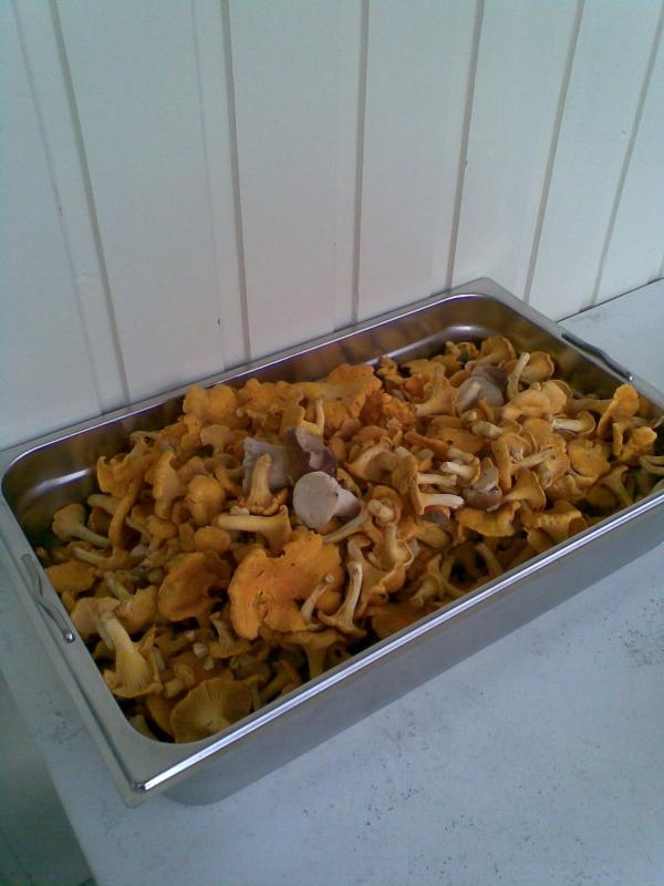 nach 1 Std. Ein Gastro-Bak