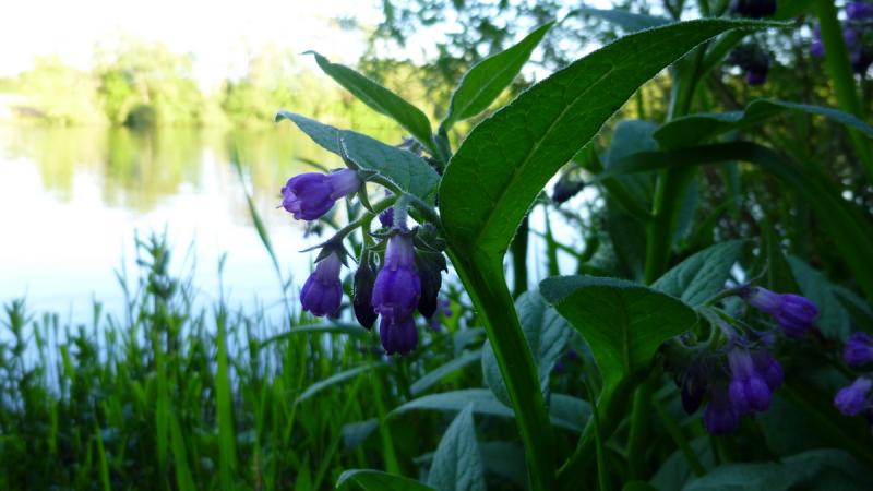 Natur im Ballungsraum