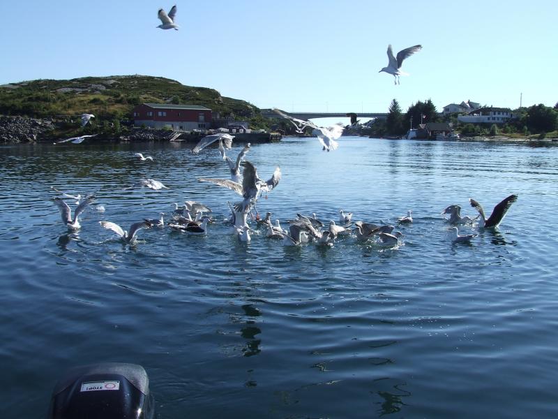 Norge 2008 102