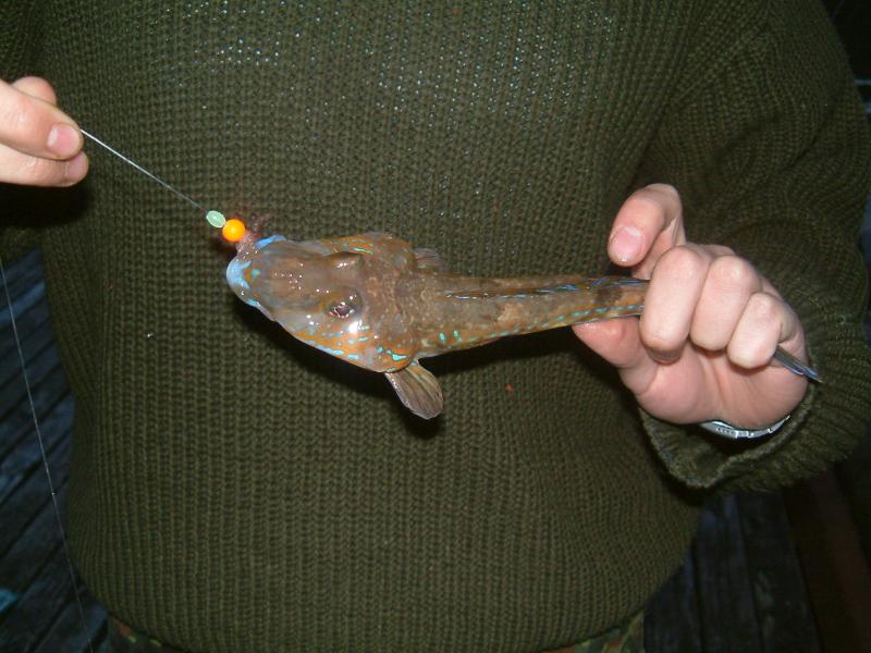 NORWEGEN ANGELN 05 024