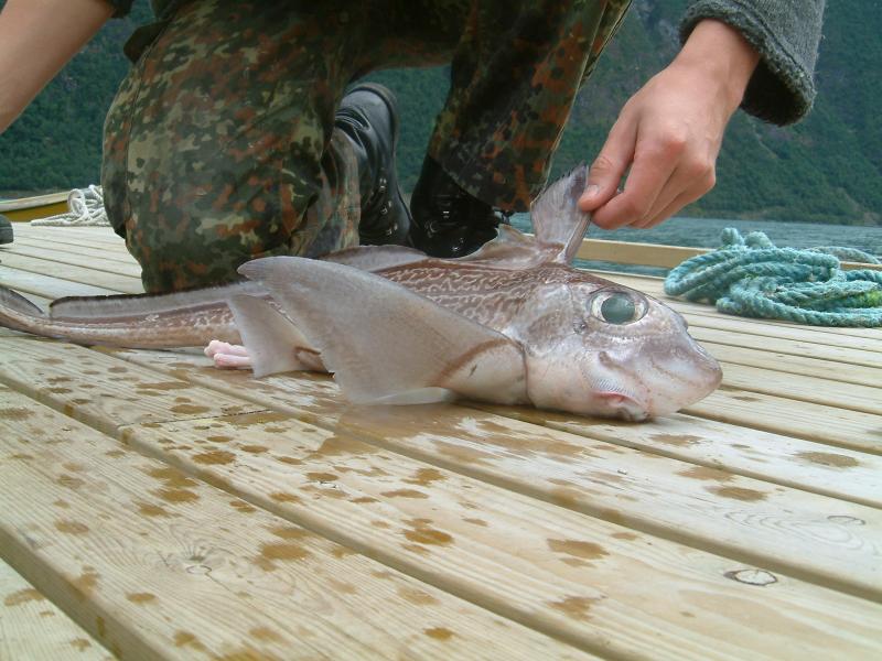 NORWEGEN ANGELN 05 037