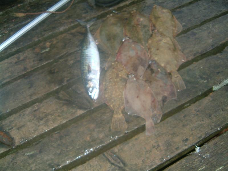 NORWEGEN ANGELN 05 060