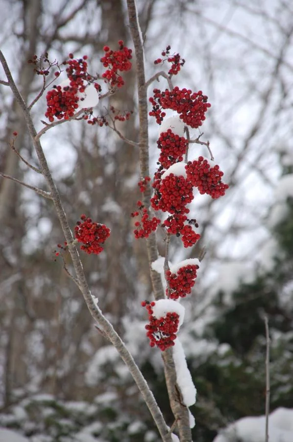 Norwegen,Winter 2009,2010 009