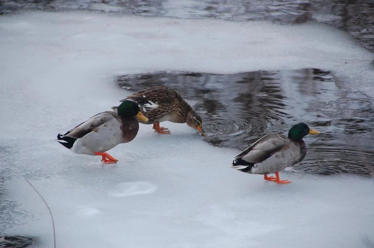 Norwegen,Winter 2009,2010 025