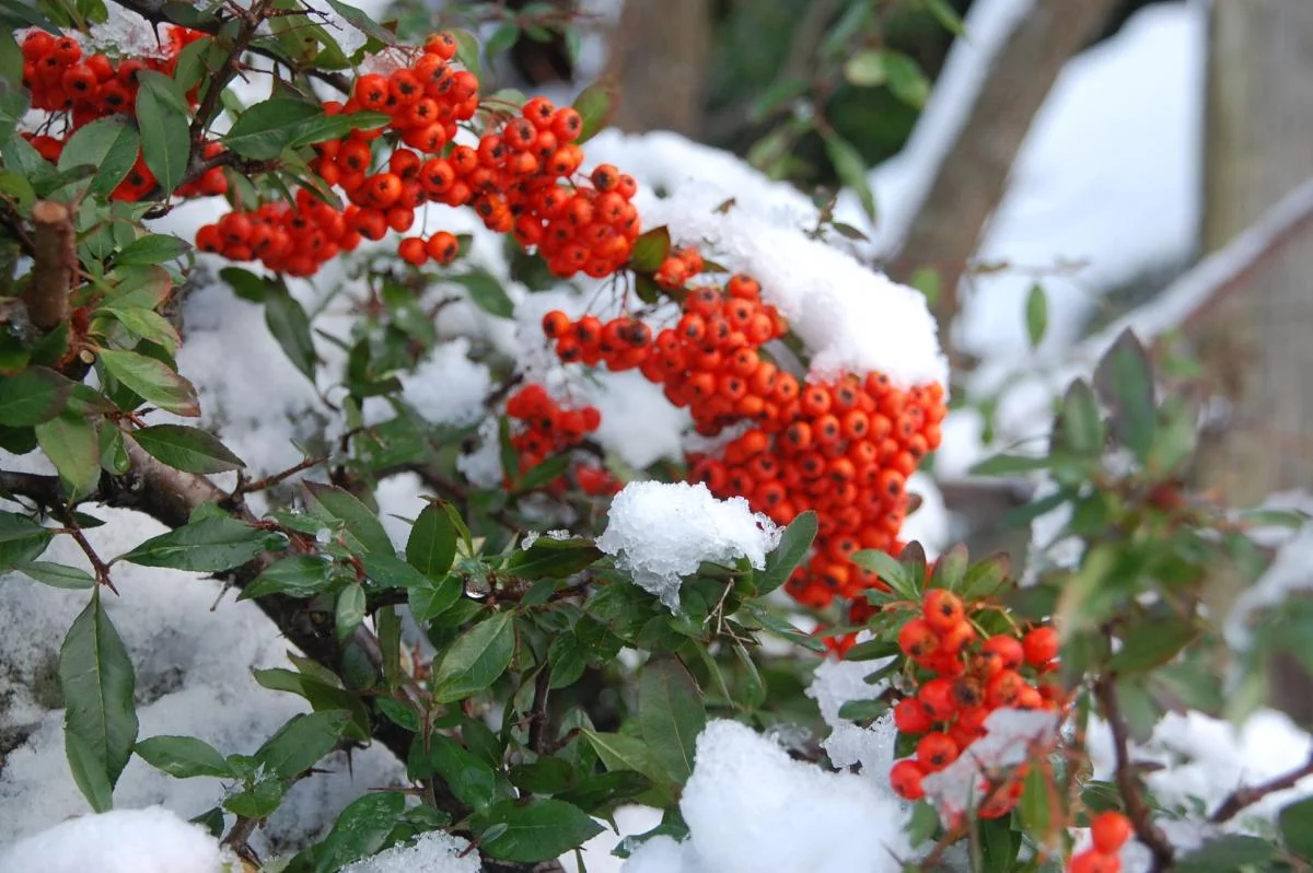 Norwegen,Winter 2009,2010 032