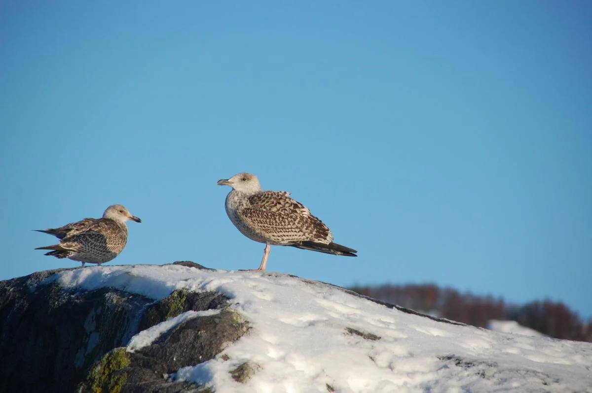 Norwegen,Winter 2009,2010 049