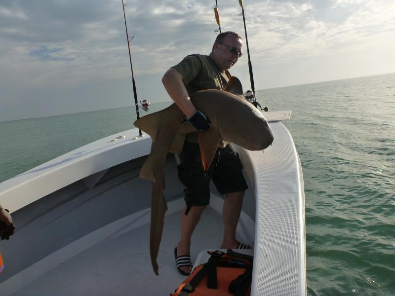 nurse shark