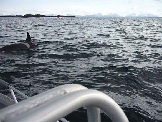 orca kvenvaer 2010 02