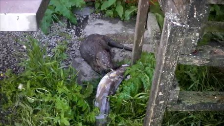 Otter hilft beim Fische verarbeiten