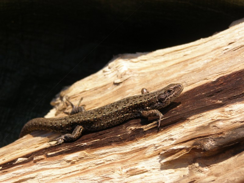 P4120017 800x600