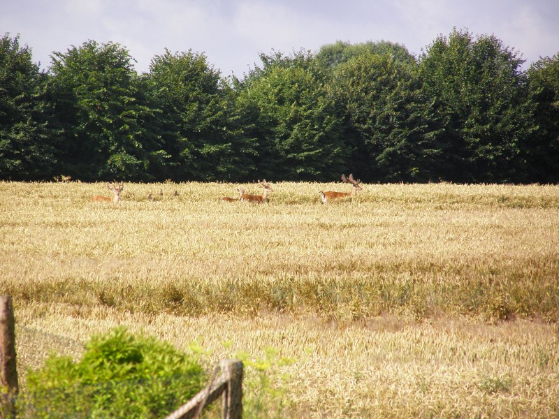 P7080224 800x600