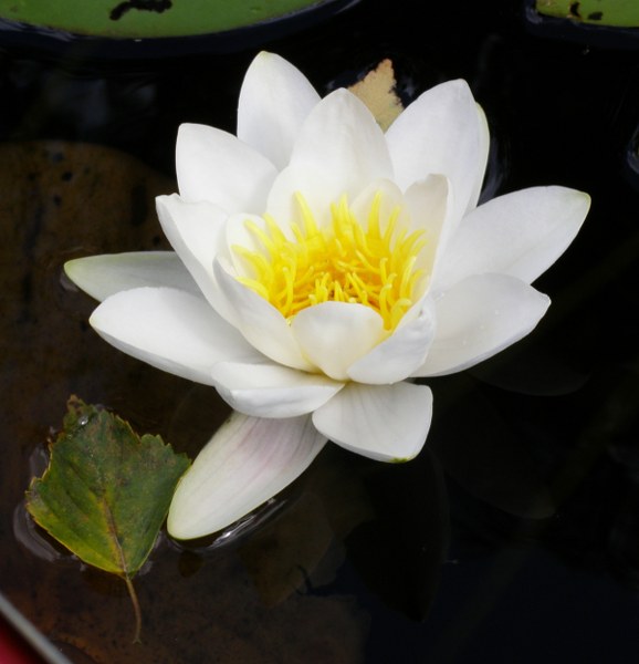 P8220025 578x600