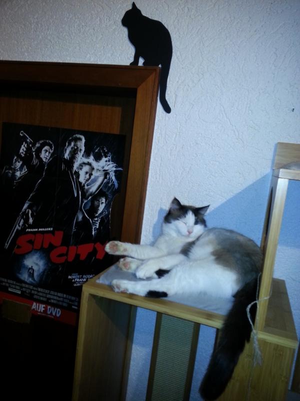 Pebbels Sin City Cat
