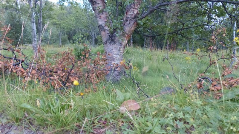 Pilz 1