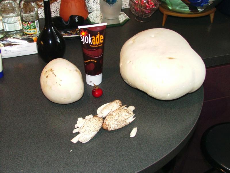 Pilze aus Heimatlichen gefilden