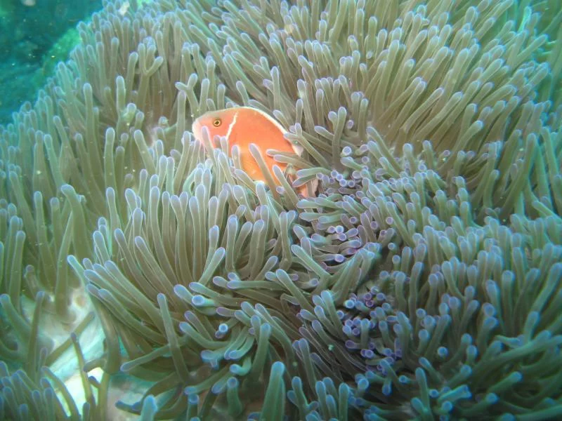 pink anemone fish