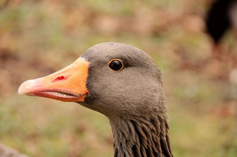 Portrait einer Wildgans