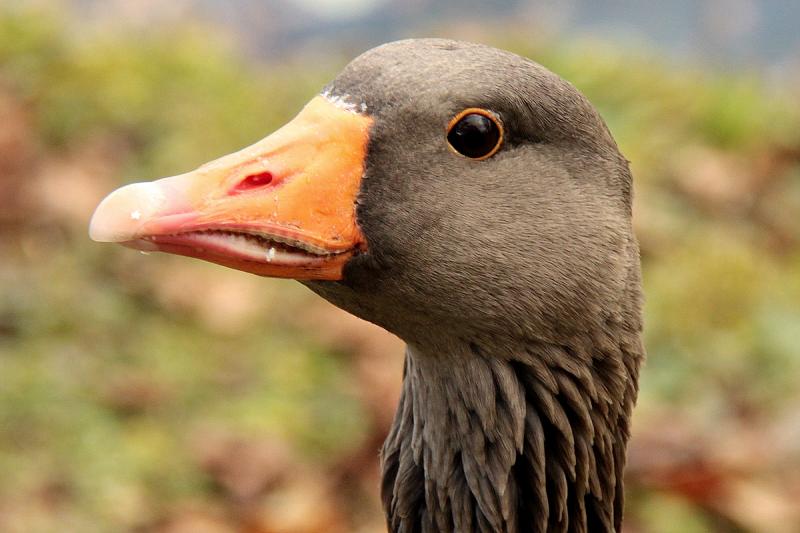 Portrait einer Wildgans2