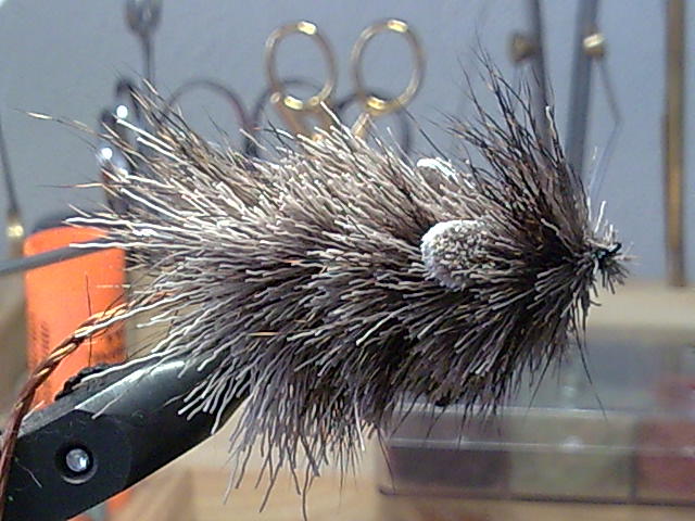 Rehhaarmaus vor der so genannten Beschneidung    (AUA )