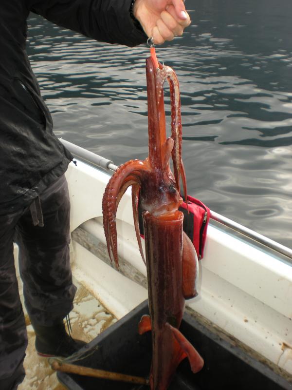 Romsdalfjord 2010 076