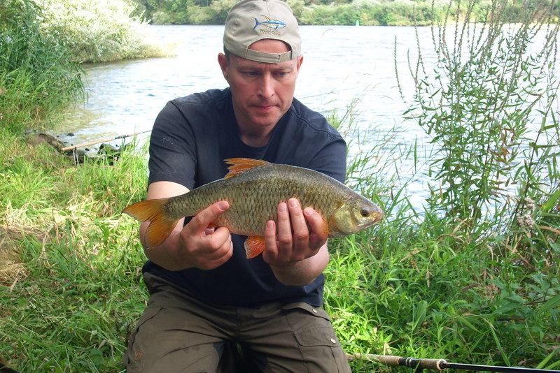 schöne Plötze 1,5kg, 46cm