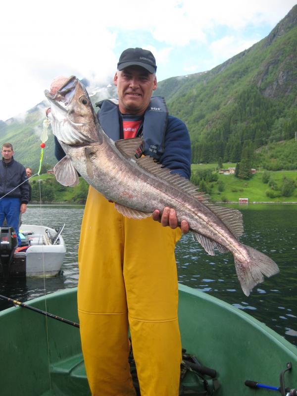 Schöner Seehecht