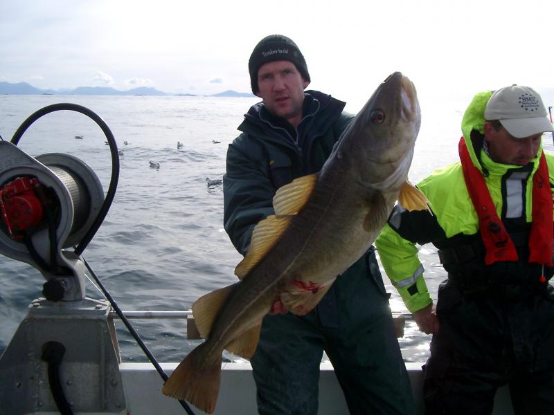 Schöner Torsk aus der Hustadvika.