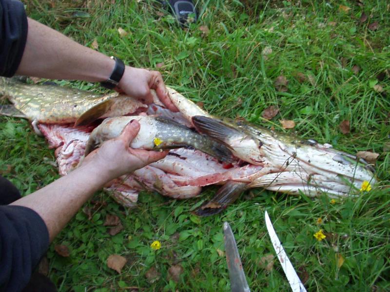 schweden mit marcel okt.02 024