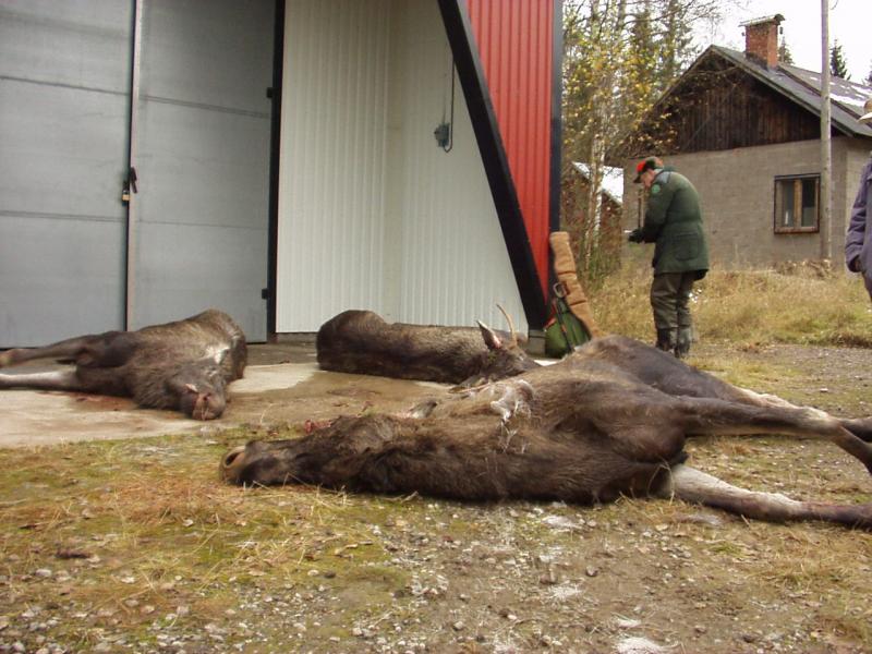 schweden mit marcel okt.02 066