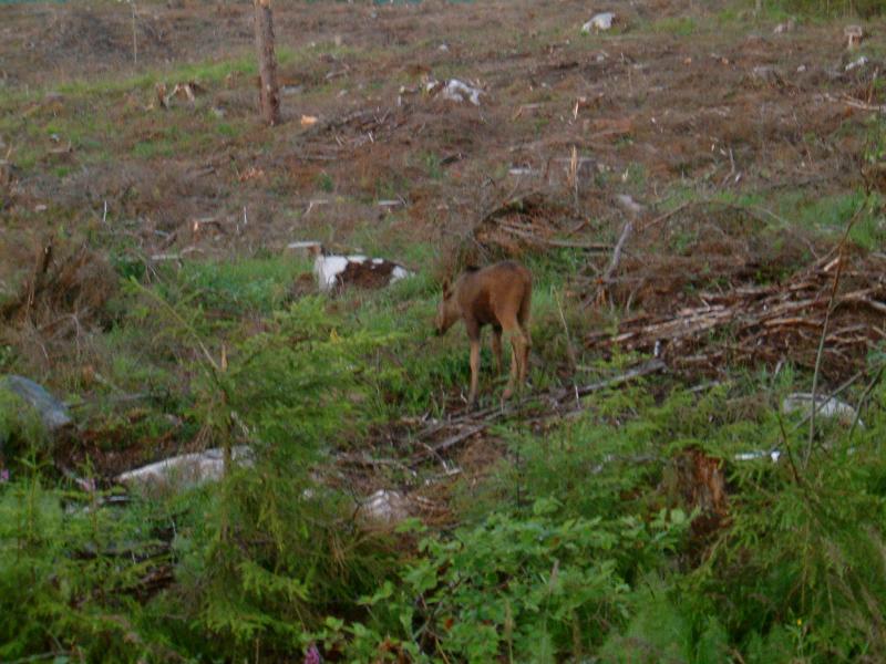 schweden Sommer 04 125